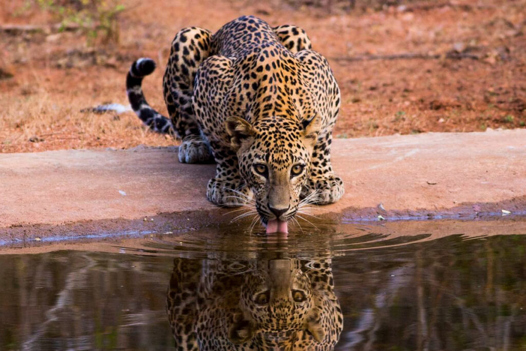 west-eastern travels tours Leopards of Yala